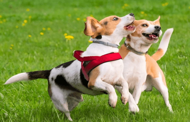 Master these 5 training techniques, and your dog will come when called—even outdoors.