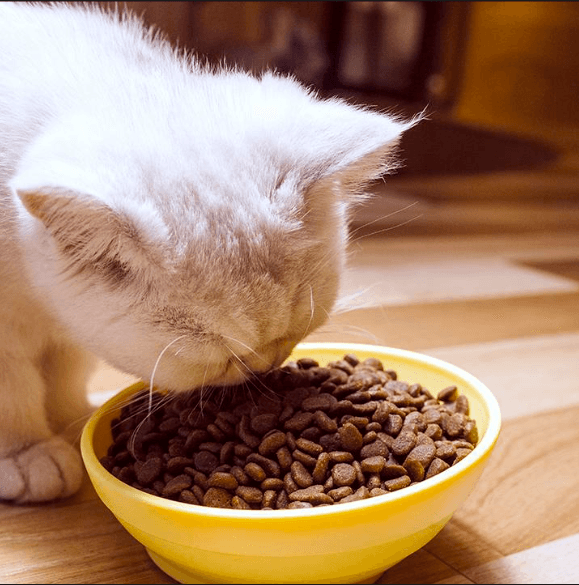 Smart Feeding: Avoid Common Pitfalls | Standard Daily Feeding Amounts for Pets