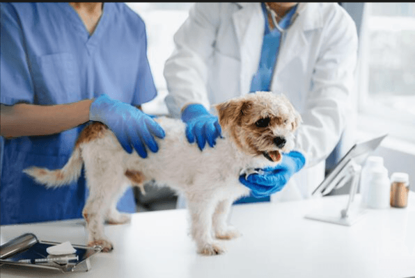 The Ultimate Guide to Cat and Dog Vaccines: Schedules, Doses, and Precautions Explained